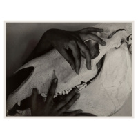 Fotografie Hands & Horse Skull (Georgia O’Keeffe) - Alfred Stieglitz, 40 × 30 cm