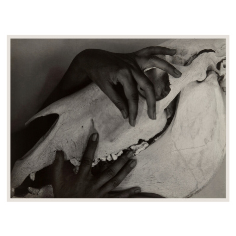 Plakát, Obraz - Hands & Horse Skull (Georgia O’Keeffe) - Alfred Stieglitz, 40 × 30 cm