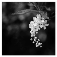 Umělecká fotografie close up of white tree blossoms, Anneliese Gruenwald-Maerkl, (40 x 40 cm)