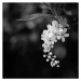 Fotografie close up of white tree blossoms, Anneliese Gruenwald-Maerkl, 40 × 40 cm