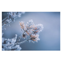 Fotografie Autumn - frosty pine needles, Baac3nes, 40 × 26.7 cm