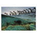 Clementoni - Puzzle 1000 Compact nat geo - gentoo penguins