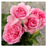 Růže Kordes Parfuma 'Königin Marie' 2 litry