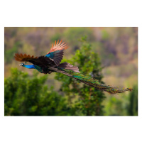 Fotografie Male Indian peafowl, Blue peafowl(Pavo, cristatus), kajornyot, 40x26.7 cm