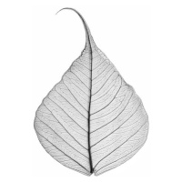 Fotografie Skeleton leaf, Sisi & Seb, 30 × 40 cm