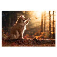 Fotografie Autumn Cat, Marcel Egger, 40 × 26.7 cm