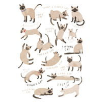 Ilustrace Siamese Cat Print, Hanna Melin, 30 × 40 cm