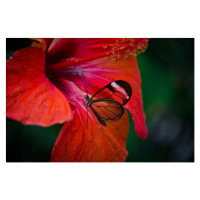 Umělecká fotografie Glasswing  butterfly on red flower,, Michael Camilleri, (40 x 26.7 cm)