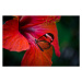 Fotografie Glasswing  butterfly on red flower,, Michael Camilleri, 40 × 26.7 cm