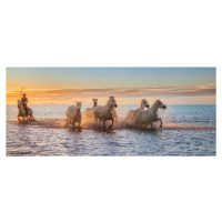 Umělecká fotografie Camargue Horses II, Antoni Figueras, (50 x 21.3 cm)