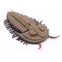 Collecta redlichia rex trilobit