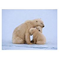 Fotografie Polar bear with twin cubs (Ursus maritimus), Johnny Johnson, (40 x 30 cm)