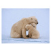 Fotografie Polar bear with twin cubs (Ursus maritimus), Johnny Johnson, 40x30 cm