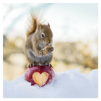 Umělecká fotografie squirrel love, Nancy Rose, (40 x 40 cm)