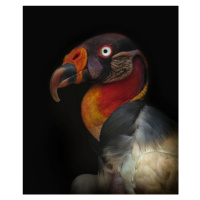 Fotografie King vulture-Sarcoramphus papa, Ferdinando Valverde, 33 × 40 cm