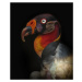 Fotografie King vulture-Sarcoramphus papa, Ferdinando Valverde, 33 × 40 cm