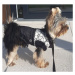 Pes-tex Bruno zimní bunda pro psa Barva: Černo-zelená, Délka zad (cm): 24, Obvod hrudníku: 18 - 