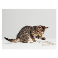 Fotografie Kitten playing with string, side view, studio shot, Roger Wright, 40 × 30 cm