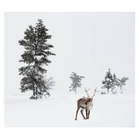 Fotografie Reindeer standing in snow in winter, RelaxFoto.de, 40 × 35.5 cm