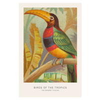 Ilustrace The Banded Toucan (Birds of the Tropics) - George Harris, 26.7 × 40 cm