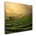 Impresi Obraz Východ slunce čajovníková plantáž - 90 x 70 cm