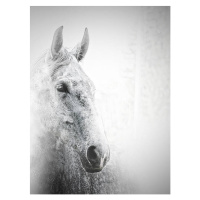 Umělecká fotografie White horse, Carmelka, (30 x 40 cm)