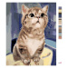 Zuty Malování podle čísel - Zvědavá kočka