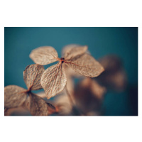 Umělecká fotografie Dry textured hydrangea petals on a, Marina Bagrova, (40 x 26.7 cm)