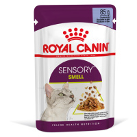 Royal Canin Sensory Smell v želé - 12 × 85 g