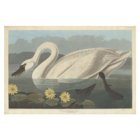 John James (after) Audubon - Obrazová reprodukce Common American Swan, 1838, (40 x 26.7 cm)