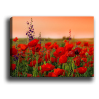 Wallity Obraz na plátně Poppy field 50x70 cm