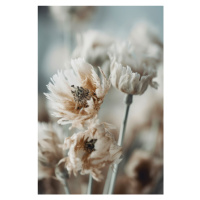Fotografie Dry Pastel Flowers No 3, Treechild, (26.7 x 40 cm)