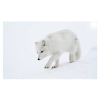 Fotografie Polar fox steps out briskly., DmitryND, 40x24.6 cm