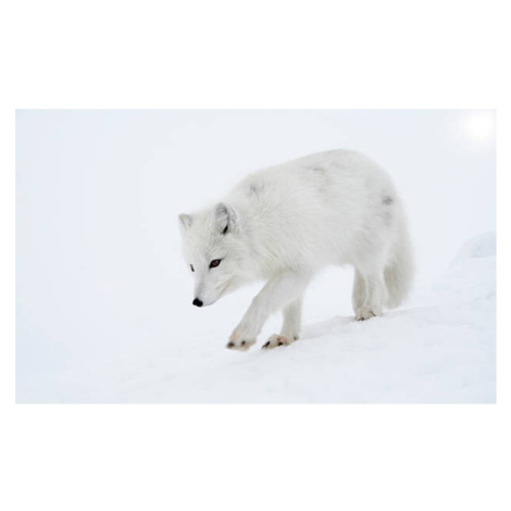 Fotografie Polar fox steps out briskly., DmitryND, (40 x 24.6 cm)