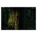 Fotografie tree trunk with many attachment, 40 × 26.7 cm