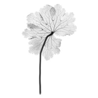 Fotografie Cranesbill leaf, (Geranium sp.), X-ray, NICK VEASEY/SCIENCE PHOTO LIBRARY, (26.7 x 40