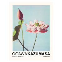 Obrazová reprodukce Lotus Flowers (Japandi Florals) - Ogawa Kazumasa, 30 × 40 cm