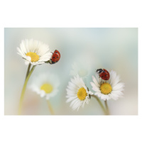 Fotografie Springtime, Ellen van Deelen, 40x26.7 cm