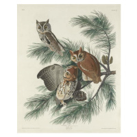 John James (after) Audubon - Obrazová reprodukce Mottled Owl, 1830, (30 x 40 cm)