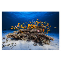 Fotografie Marine Life, Barathieu Gabriel, 40 × 26.7 cm