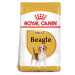 ROYAL CANIN Beagle Adult 12 kg