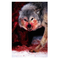 Fotografie Grey wolf (Canis lupus) snarling over fresh kill, John Giustina, (26.7 x 40 cm)