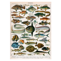 Obrazová reprodukce Decorative Print of 'Poissons' by Demoulin, 1897, American School,, 30 × 40 