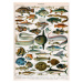 Obrazová reprodukce Decorative Print of 'Poissons' by Demoulin, 1897, American School,, 30 × 40 