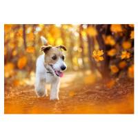 Fotografie Happy pet dog puppy walking in the forest, autumn concept, Wavetop, 40 × 26.7 cm