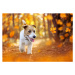 Fotografie Happy pet dog puppy walking in the forest, autumn concept, Wavetop, 40x26.7 cm