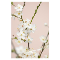 Fotografie Cherry tree flowers, Studio Collection, (26.7 x 40 cm)