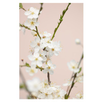 Fotografie Cherry tree flowers, Studio Collection, 26.7 × 40 cm