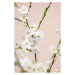 Fotografie Cherry tree flowers, Studio Collection, 26.7x40 cm
