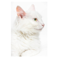 Fotografie White cat, 2happy, 26.7x40 cm